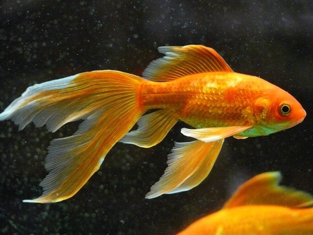 zlatá rybka