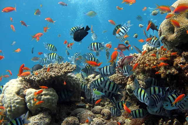 korálový útes a rybičky